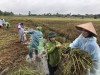Tình nguyện tham gia thu hoạch lúa giúp dân khắc phục hậu quả mưa lũ